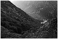 At the bottom of Kings Canyon. Giant Sequoia National Monument, Sequoia National Forest, California, USA ( black and white)