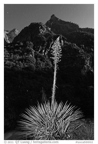 Yucca and canyon walls at night, Giant Sequoia National Monument near Kings Canyon National Park. California, USA