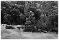 Spring along South Fork of the Kings River, Giant Sequoia National Monument near Kings Canyon National Park. California, USA (black and white)