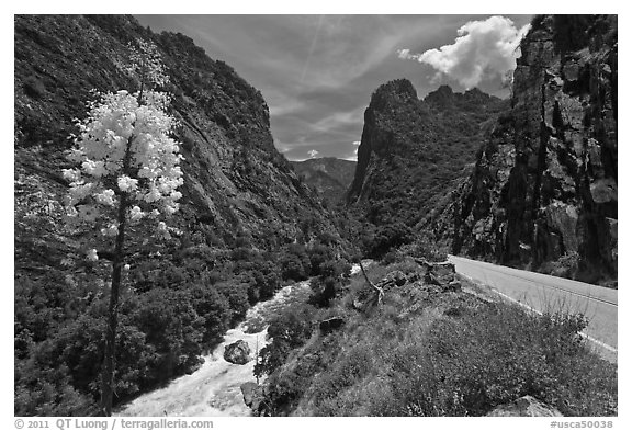 Yucca, river, and road in Kings Canyon, Giant Sequoia National Monument near Kings Canyon National Park. California, USA