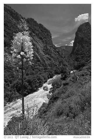 Yucca in bloom and Kings River in steep section of Kings Canyon, Giant Sequoia National Monument near Kings Canyon National Park. California, USA