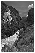 Yucca in bloom and Kings River in steep section of Kings Canyon, Giant Sequoia National Monument near Kings Canyon National Park. California, USA (black and white)