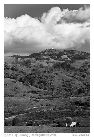 Cows in pasture below Mt Hamilton, Joseph Grant County Park. San Jose, California, USA (black and white)