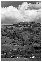 Cows in pasture below Mt Hamilton, Joseph Grant County Park. San Jose, California, USA (black and white)