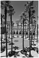 San Jose Museum of Art and palm trees. San Jose, California, USA ( black and white)