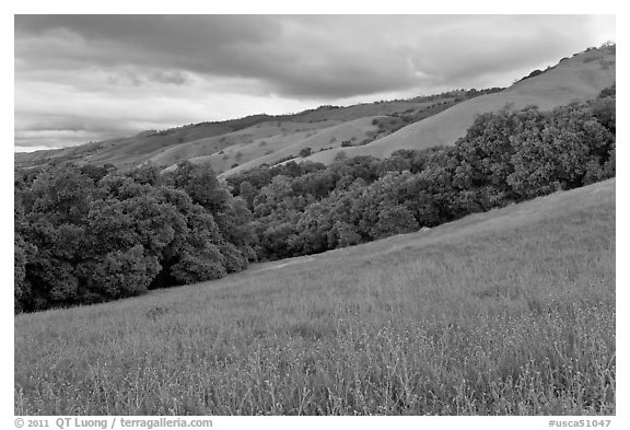 Hills in spring, Evergreen. San Jose, California, USA (black and white)