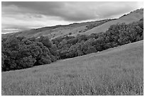 Hills in spring, Evergreen. San Jose, California, USA (black and white)