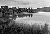 Reeds and lake, Vasona Lake County Park, Los Gatos. California, USA (black and white)