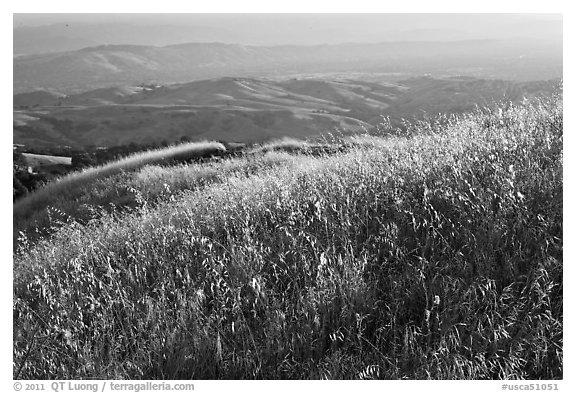 Summer grasses on Evergreen Hills. San Jose, California, USA (black and white)