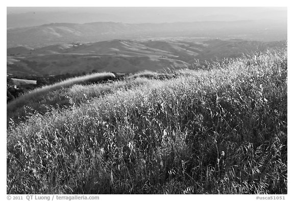 Summer grasses on Evergreen Hills. San Jose, California, USA