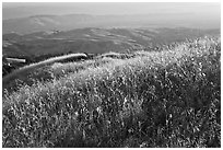 Summer grasses on Evergreen Hills. San Jose, California, USA ( black and white)