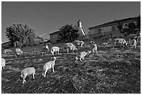 Sheep grazing below houses, Silver Creek. San Jose, California, USA (black and white)