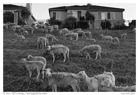 Sheep and suburban hones, Silver Creek. San Jose, California, USA (black and white)
