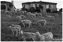 Sheep and suburban hones, Silver Creek. San Jose, California, USA (black and white)