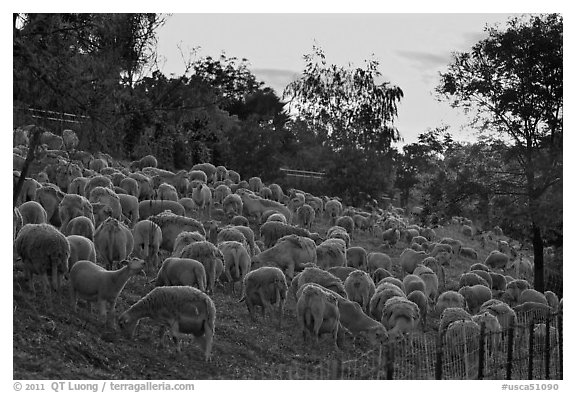 Sheep at sunset, Silver Creek. San Jose, California, USA