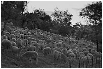 Sheep at sunset, Silver Creek. San Jose, California, USA (black and white)