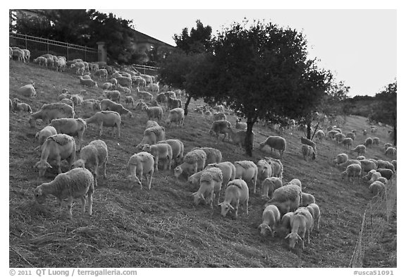 Herd of sheep, Silver Creek. San Jose, California, USA