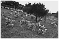 Herd of sheep, Silver Creek. San Jose, California, USA (black and white)