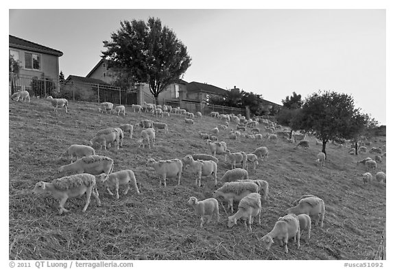 Sheep on slope below residences, Silver Creek. San Jose, California, USA (black and white)