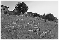 Sheep on slope below residences, Silver Creek. San Jose, California, USA (black and white)