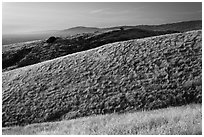 Hills, Santa Teresa County Park. San Jose, California, USA ( black and white)