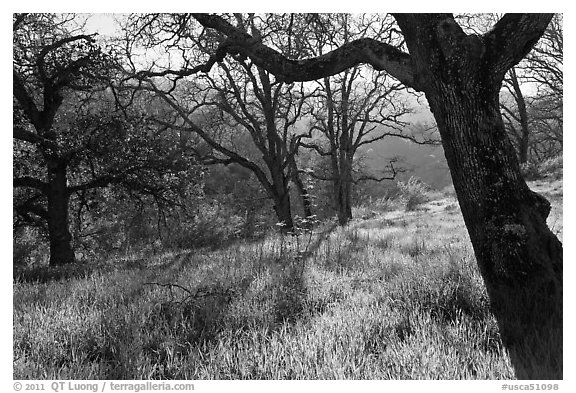 Trees in early spring, Almaden Quicksilver Park. San Jose, California, USA (black and white)
