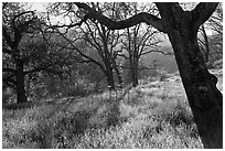 Trees in early spring, Almaden Quicksilver Park. San Jose, California, USA ( black and white)