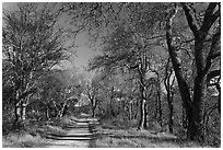 Trail, Almaden Quicksilver Park. San Jose, California, USA (black and white)