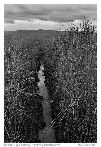 Narrow creek and tall grasses, Alviso. San Jose, California, USA