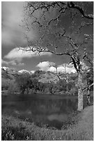 Pond, early spring, Joseph Grant Park. San Jose, California, USA ( black and white)