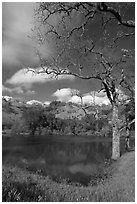 Pond, early spring, Joseph Grant Park. San Jose, California, USA (black and white)