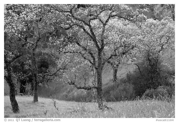 Trees, early spring, Joseph Grant Park. San Jose, California, USA (black and white)