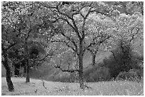 Trees, early spring, Joseph Grant Park. San Jose, California, USA (black and white)