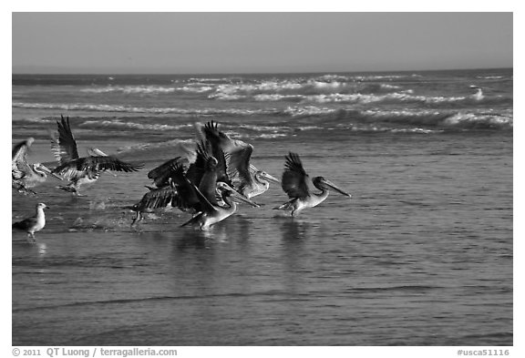 Pelicans, Scott Creek Beach. California, USA