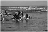 Pelicans, Scott Creek Beach. California, USA (black and white)