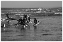 Pelicans, Scott Creek Beach. California, USA ( black and white)