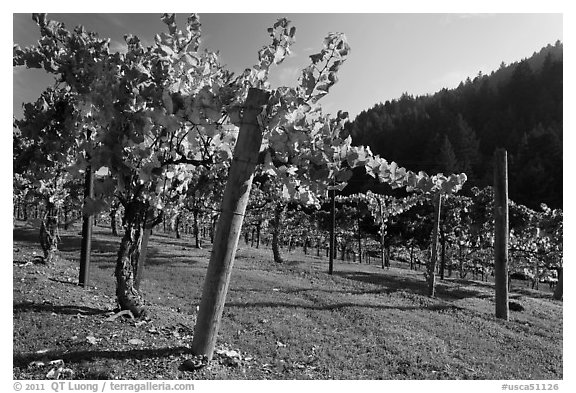 Savannah-Chanelle Vineyards, Santa Cruz Mountains. California, USA (black and white)