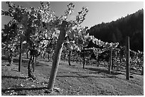 Savannah-Chanelle Vineyards, Santa Cruz Mountains. California, USA (black and white)