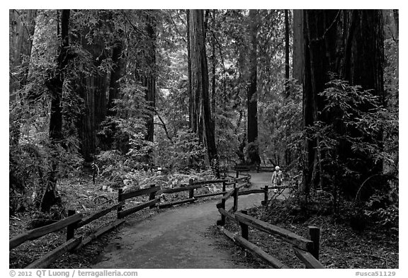 Visitor in redwood forest. Muir Woods National Monument, California, USA (black and white)
