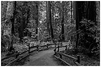 Visitor in redwood forest. Muir Woods National Monument, California, USA (black and white)