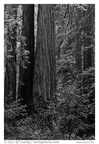 Redwoods and lush undergrowth. Muir Woods National Monument, California, USA