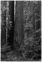 Redwoods and lush undergrowth. Muir Woods National Monument, California, USA (black and white)