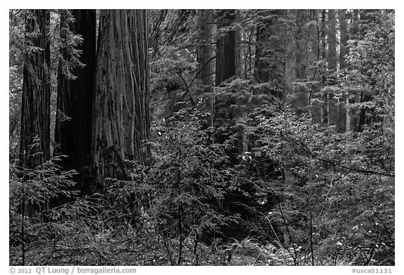 Lush redwood forest. Muir Woods National Monument, California, USA