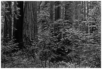 Lush redwood forest. Muir Woods National Monument, California, USA (black and white)