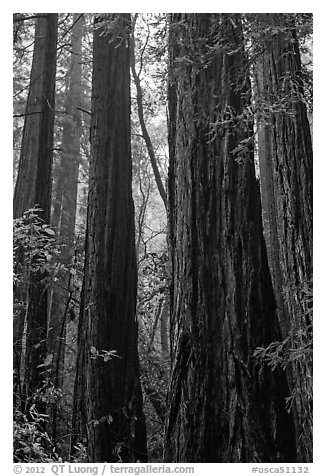 Tall redwood trees in fog. Muir Woods National Monument, California, USA (black and white)