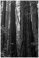 Tall redwood trees in fog. Muir Woods National Monument, California, USA (black and white)