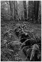Tiny stream and ferns. Muir Woods National Monument, California, USA (black and white)