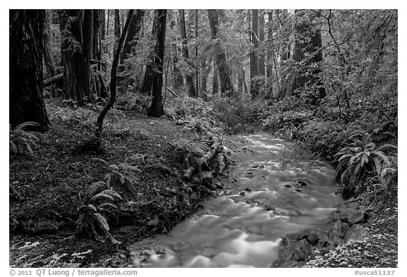 Stream in redwood forest. Muir Woods National Monument, California, USA (black and white)