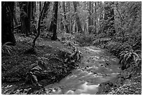 Stream in redwood forest. Muir Woods National Monument, California, USA (black and white)