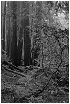 Fog. Muir Woods National Monument, California, USA (black and white)